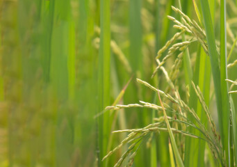 rice grains on a green background