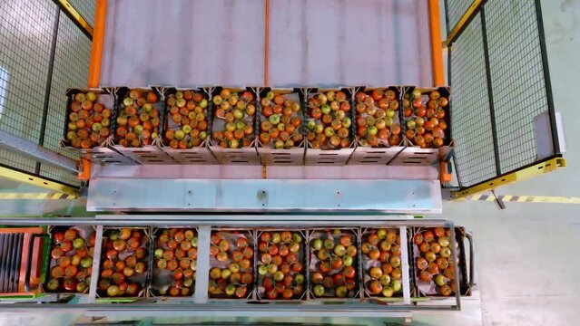 tomato production line. factory packaging division. tomato boxes on conveyor