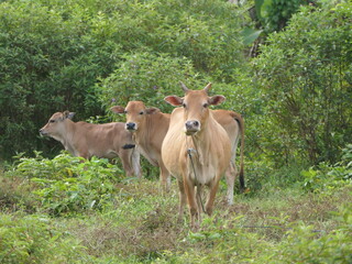 Naklejka na ściany i meble image of herds of cows and calf