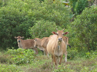 image of herds of cows and calf
