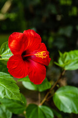 Bright large red flower of Chinese hibiscus (Hibiscus rosa-sinensis) on blurred background of garden greenery. Chinese rose or Hawaiian hibiscus plant in sunlight. Nature concept for design.