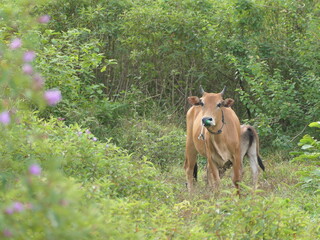 image of herds of cows and calf