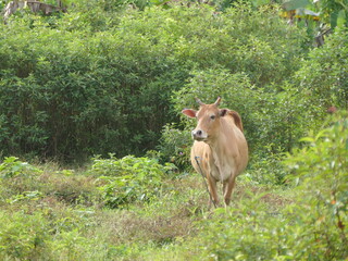 image of herds of cows and calf