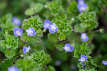 オオイヌノフグリ