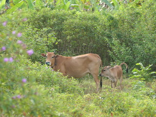 image of herds of cows and calf