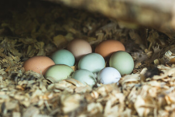 Clutch of multicolored chicken eggs