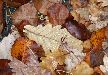 Water drops on autumn leaves in yellow, orange and brown colour close-up, focus on drops