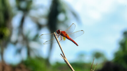 Macro photography of red dragonfly on a small wooden stick on a green natural landscape background. Close up of animal with blurred background. Bokeh background.