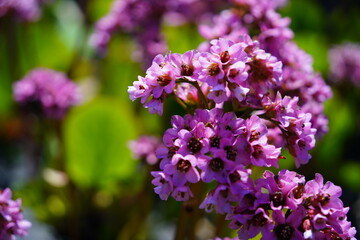 Obraz premium Bergenia