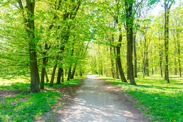 Green forest with green spring trees and park path