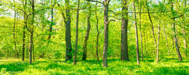 Green sunny forest panorama with green trees and spring leaves