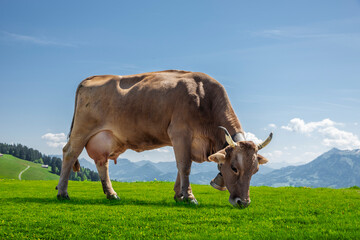 Milchkuh in den Östrreichischen Alpen