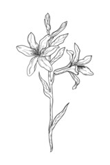 Fototapeta na wymiar illustration vector black and white nature flower flora branch