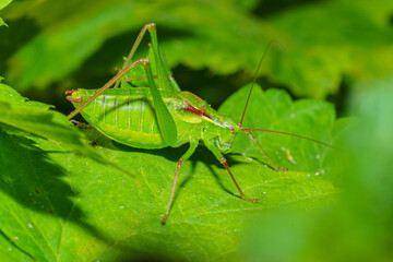 Tettigonia viridissima, the great green bush-cricket, is a large species of katydid or bush-cricket belonging to the family Tettigoniidae, subfamily Tettigoniinae. Selective focus image.