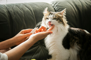 猫　歯磨き　歯磨きジェル　