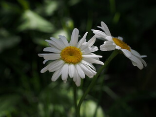 Obraz premium OLYMPUS DIGITAL CAMERA