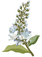 Vector isolated floral illustration of bird cherry.