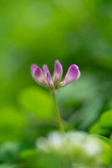 Fototapeta premium レンゲ