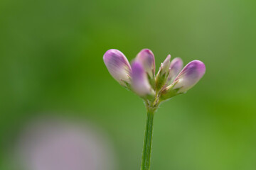 Fototapeta premium レンゲ