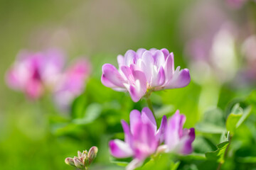 Fototapeta premium レンゲ