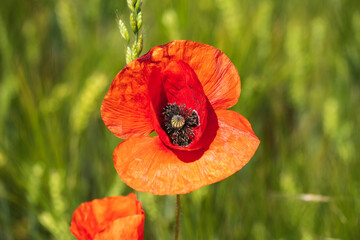 Close-up of a red poppy in full bloom against a blurred green background