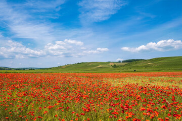 View of a field with red poppies in full bloom and vineyards in the background