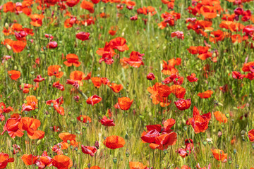 View of a field with red corn poppies in full bloom in Rhineland-Palatinate
