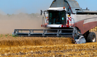 Fototapeta na wymiar a huge powerful combine harvester collects wheat with large blades and raises heavy dust on a hot day