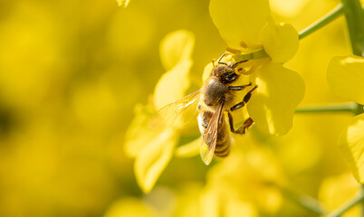 Honey bee collects nectar on a rapeseed flower.