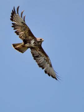 buse variable