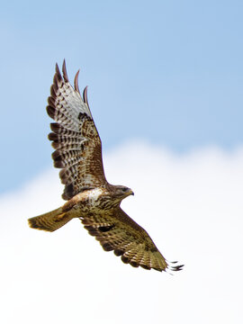 buse variable