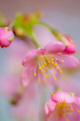 河津桜