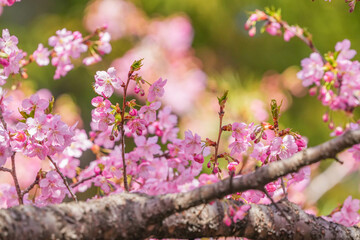 河津桜