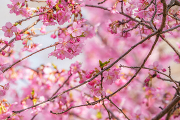河津桜