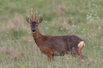 Naklejka na ściany i meble Roe deer buck (Capreolus capreolus) standing in the rain.