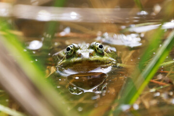 A Pool Frog (Rana lessone) in the Water, Ziegeleipark Heilbronn, Germany, Europe .