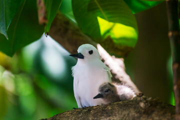 White Tern or Fairy Tern (Gygis alba) at Cousin Island, Seychelles, Indian Ocean, Africa.