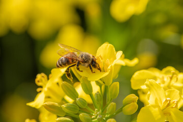 Honey bee collects nectar on a rapeseed flower.