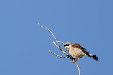 pie grièche écorcheur