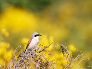 pie grièche écorcheur