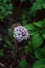 Blooming pink Darmera Peltata (Indian Rhubarb, Peltiphyllum peltatum) in the garden. Selective focus. Shallow depth of field.