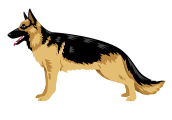 Drawing of a german shepherd dog on a white background.