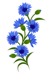 Cornflowers wild plants. Branch of blue cornflowers, isolated on white background. Vector decorative element. - obrazy, fototapety, plakaty