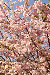 sakura