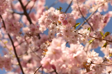 sakura