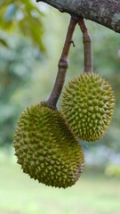 Bunch of fresh durian on tree at durian orchard.(King of fruit).