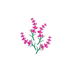 Fresh Lavender flower logo vector