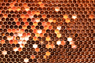 Pollen in wax. Pollen frame in the hive. Macro.