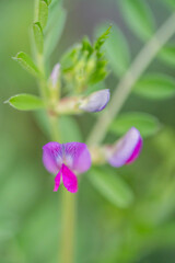 Fototapeta premium カラスノエンドウ