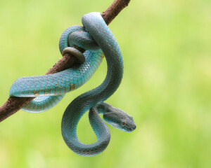 Blue viper
